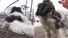 Des sauveteurs canins ont été obligés d’attraper un chien nerveux par-derrière pour le sauver