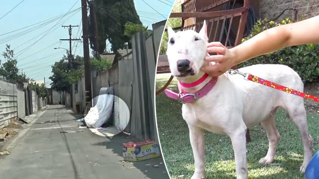 Sauvetage d'un chien en détresse à Los Angelès