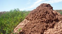 Brésil: une zone aussi vaste que la Grande-Bretagne colonisée par des termites