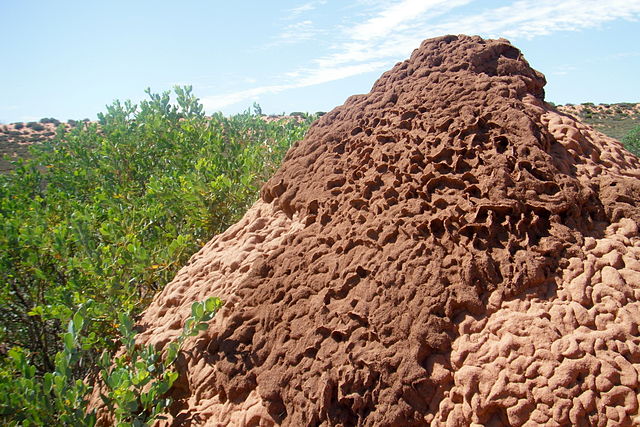 -Selon l’étude ces termitières ne sont que la face visible d'une gigantesque « cité souterraine ». Wikipédia photographe Dinkum