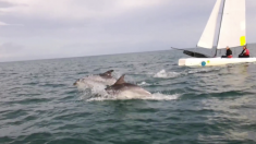 Bretagne [vidéo] : un banc de dauphins entoure les catamarans d’une école de voile près de Saint-Brieuc – un moment magique