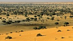 Niger: une ONG française va gérer la plus grande réserve naturelle en péril