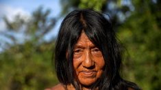 Des tribus isolées menacées par l’exploitation forestière illégale au Brésil