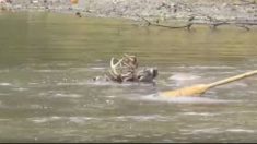 Un père et son fils voient un chevreuil se débattre vigoureusement dans une rivière, mais le temps presse