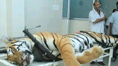 Un tigre mangeur d’hommes difficile à capturer en Inde a été appâté avec de l’eau de Cologne Calvin Klein avant d’être abattu