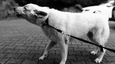 Royaume-Uni : un chien accusé de crime de haine raciste pour avoir déféqué devant une maison – d’autres accusations absurdes sont enregistrées