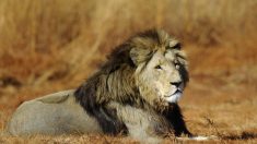 Des députés sud-africains s’attaquent à la chasse aux « lions d’élevage »