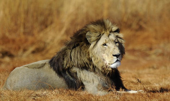 -Un lion est photographié dans la réserve naturelle privée de Rhino and Lion le 21 juillet 2010 à Krugersdorp, au nord de Johannesburg. Photo STEPHANE DE SAKUTIN / AFP / Getty Images.