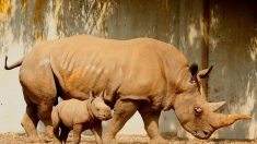 Sotheby’s met fin aux enchères de cornes de rhinocéros
