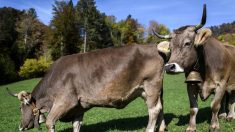 La Suisse rejette le soutien aux vaches à cornes