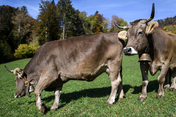 Trois quarts des vaches sont dépourvues de cornes en Suisse. L'initiative visait à adapter le système de subvention pour accorder un soutien financier aux détenteurs de vaches tant que les bêtes adultes portent leurs cornes. (FABRICE COFFRINI / AFP / Getty Images.