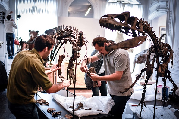 -Des spécialistes réunissent les os d'un squelette d'Allosaurus et d'un Camptosaurus, le 13 novembre 2018 à la maison de vente aux enchères Artcurial à Paris. Photo STEPHANE DE SAKUTIN / AFP / Getty Images.