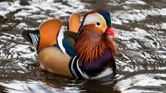 Un canard mandarin, originaire d’Asie, s’est invité à Central Park à New York et s’est mêlé parmi les autres colverts