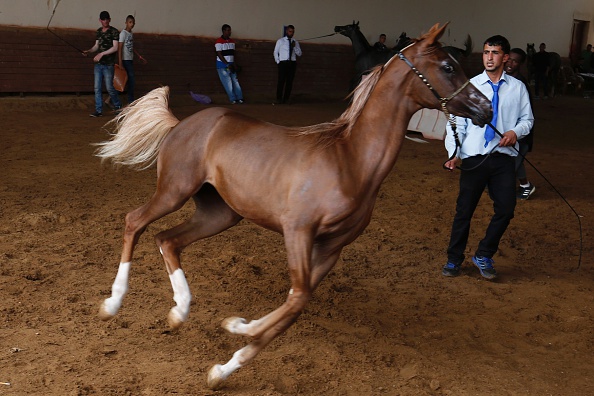 -Un cheval pur-sang arabe se prépare à être jugé lors d'un concours de beauté organisé le 25 mars 2016 à Jéricho, en Cisjordanie. Photo ABBAS MOMANI / AFP / Getty Images.