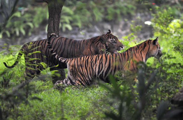 -Les autorités ont indiqué qu'il y avait moins de 400 tigres de Sumatra dans les forêts indonésiennes. Photo ROMEO GACAD / AFP / Getty Images.