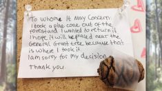 Un enfant envoie une lettre d’excuses au parc national après avoir pris une pomme de pin pour l’emmener à la maison