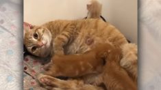 Ce vétérinaire a refusé d’euthanasier une chatte, lui offrant ainsi une nouvelle chance d’être mère