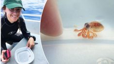 Des scientifiques découvrent de nouvelles espèces de calamars à Hawaii, ils sont absolument adorables