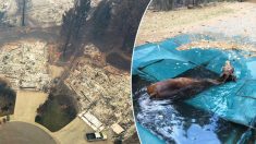 Elle était immobile : une jument est sauvée d’une piscine et survit à l’incendie de forêt le plus meurtrier de Californie