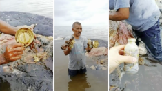 Un cachalot échoué trouvé en Indonésie – il avait 6 kg de plastique dans l’estomac