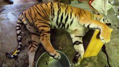 Un terrible abattoir de tigres découvert en République tchèque – les félins étaient dépecés pour vendre leur peau, leurs griffes et leurs os