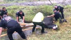 La police et les pompiers sauvent une vache prise au piège dans un fossé