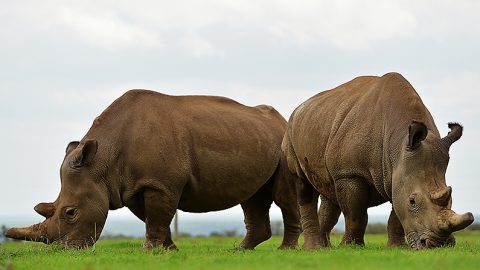 Najin et Fatu, les deux derniers rhinocéros blancs du nord paissent ensemble le 20 mars 2018 à Nanyuki, au nord de la capitale Nairobi, dans la réserve d'ol-Pejeta. (Tony Karumba/AFP/Getty Images) 