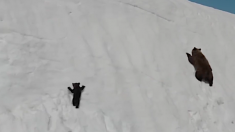 Un ourson a ému le web : il était en danger à cause du drone qui le filmait
