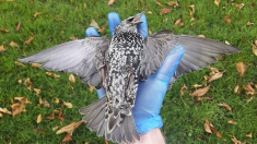 Des centaines de corps inertes d’oiseaux trouvés sans explication dans un parc à La Haye aux Pays-Bas – quelle est la cause de ce drame?
