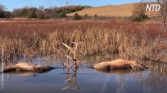 Une vidéo montre deux cerfs morts dans un étang avec leurs bois entrelacés