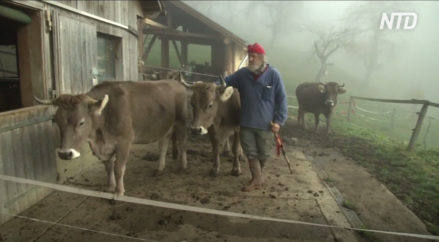 Les agriculteurs suisses divisés sur le vote en faveur des vaches à cornes