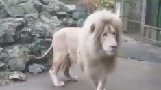 Un lion majestueux est pris au dépourvu par l’attaque surprise d’une bulle de savon