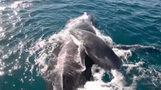 Des dauphins sauvent la vie d’un baleineau à bosse en protégeant sa mère