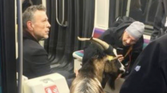 Vidéo : il vole une chèvre dans le jardin des Tuileries à Paris et prend le métro avec elle