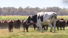 Un agriculteur révèle l’appétit de géant de son bœuf nommé Knickers