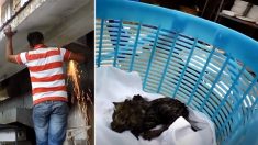 Des chatons nouveau-nés orphelins sont sauvés alors qu’ils étaient piégés dans un conduit d’évacuation durant des jours
