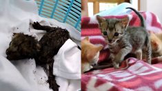 Des chatons nouveau-nés orphelins étaient pris au piège dans un conduit d’aération jusqu’à ce que des sauveteurs prennent les grands moyens pour les en sortir