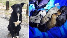 Un chien héros sauve 11 chiots en « aboyant très fort » pour attirer l’attention de deux passants