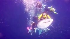 Des plongeurs se font attraper après s’être filmés en train de toucher illégalement un requin-baleine