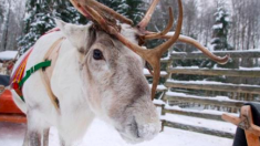Rare : un petit renne blanc apparaît dans le nord enneigé de la Norvège