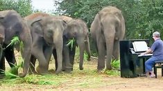 Le pianiste de musique classique Paul Barton joue pour les éléphants rescapés en Thaïlande