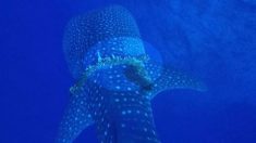 Un requin-baleine de 6 mètres de long libéré d’un amas de 68 kilos de corde grâce à des Hawaïens accomplissant leur kuleana
