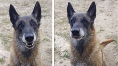 Niort : un chien policier est adopté pour sa retraite – découvrez tous les animaux qui l’entourent maintenant !