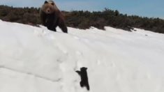 La vérité au sujet des images virales de l’ourson se réunissant avec sa mère après sa chute le long du flanc d’une montagne enneigée