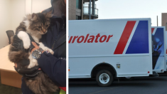 Canada : un chat est retrouvé à 1200 km de chez lui quelques jours après avoir manqué à l’appel