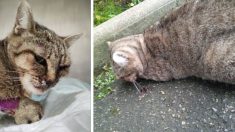Loire-Atlantique : une chatte frappée violemment, lancée contre un mur et laissée inerte