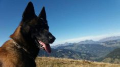 Les héros du jour : un chien et son maître ont sauvé un enfant pris dans une avalanche à la Plagne