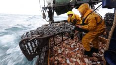 La quasi-totalité des poissons en grande surface ne sont pas issus de la pêche durable (enquête)