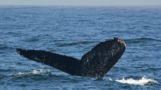 Le Japon et la pêche à la baleine, une longue histoire