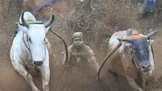 Le contre-la-montre des taureaux indonésiens dans les rizières de Sumatra
